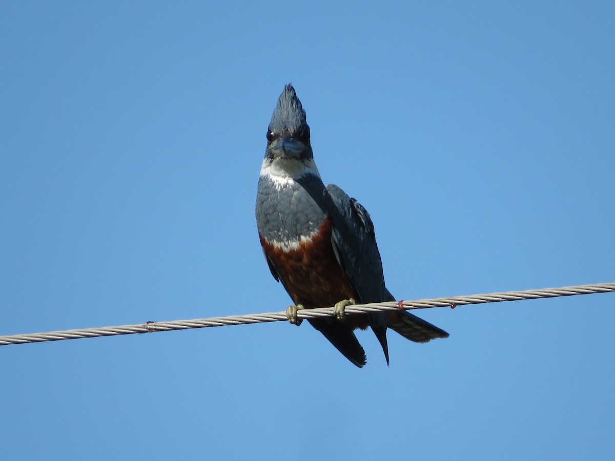 Ringed Kingfisher - ML623234308