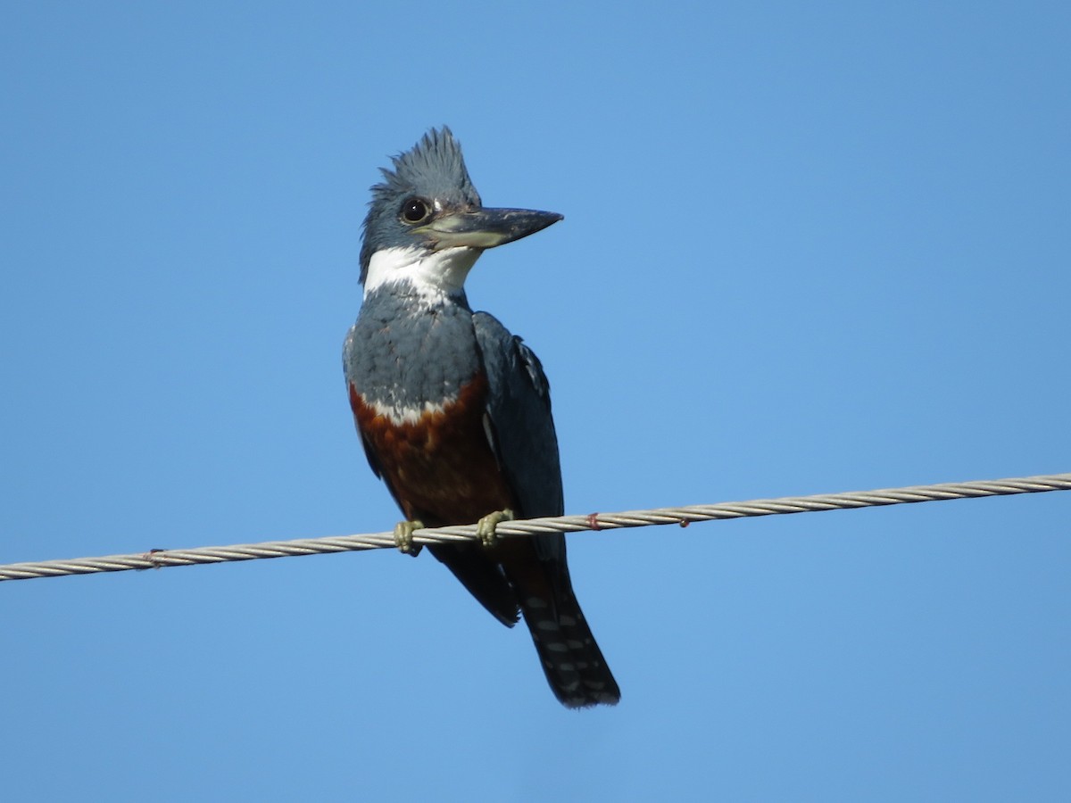 Ringed Kingfisher - ML623234309