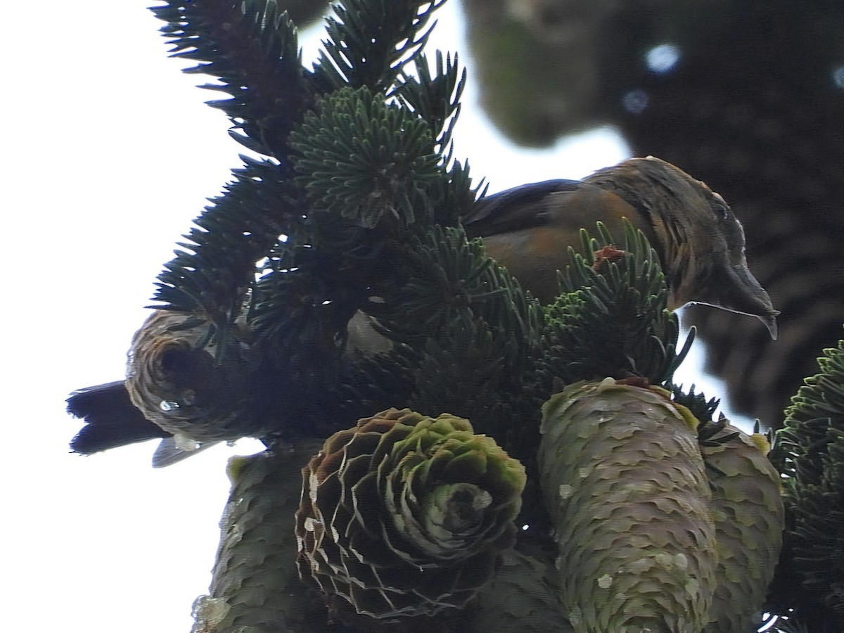 Red Crossbill (Phantom or type D) - ML623234349