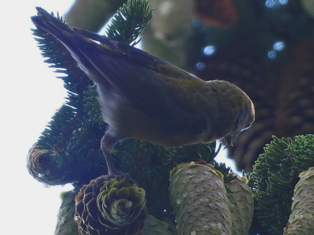 Red Crossbill (Phantom or type D) - ML623234350