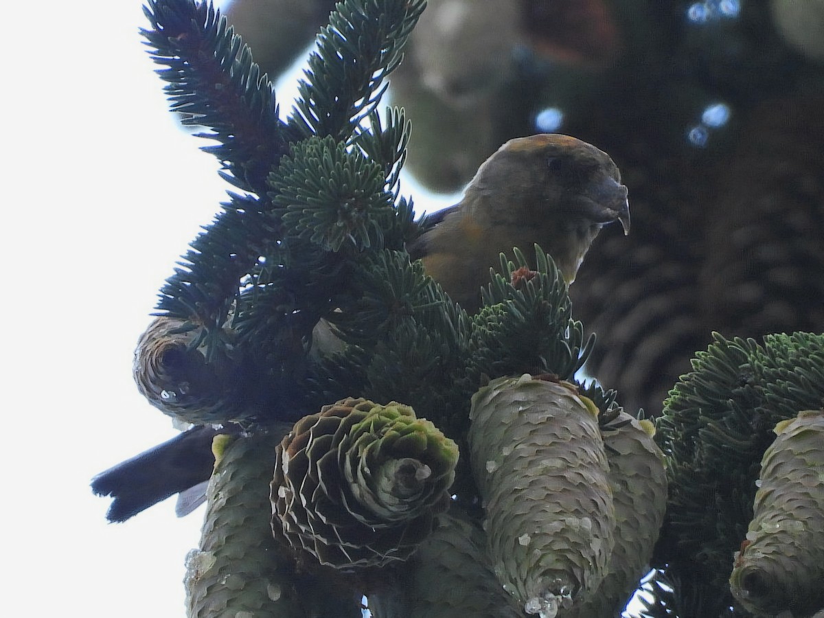 Red Crossbill (Phantom or type D) - ML623234351