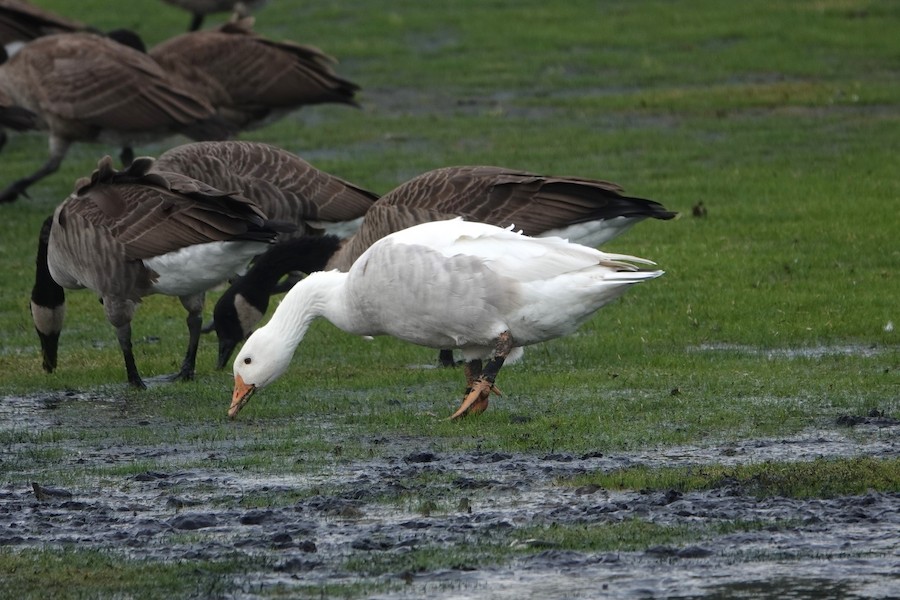 Snow Goose - Karen Thompson