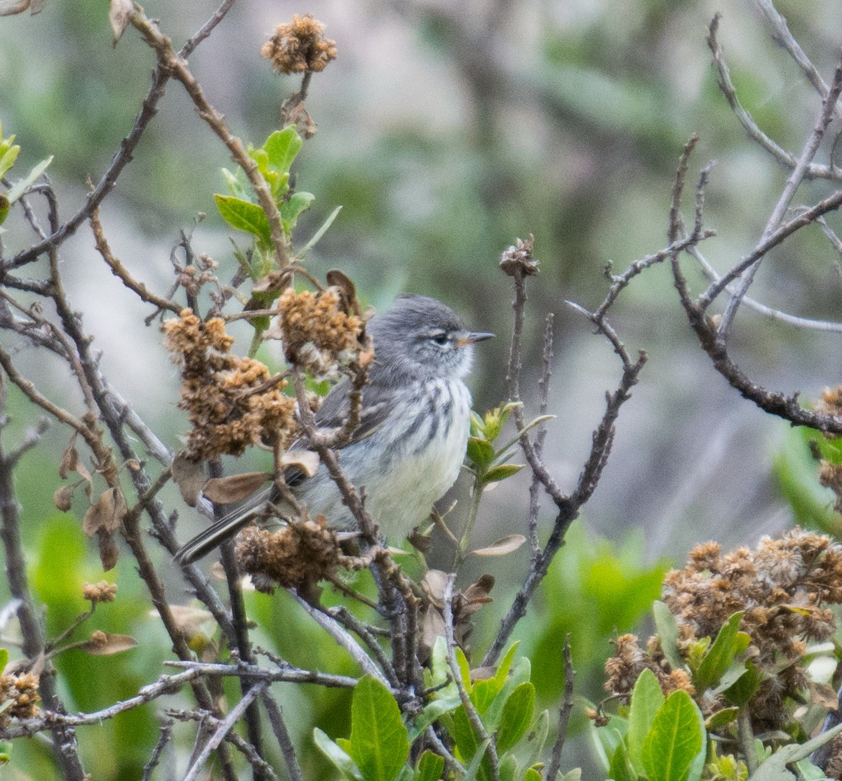 Yellow-billed Tit-Tyrant - ML623234495