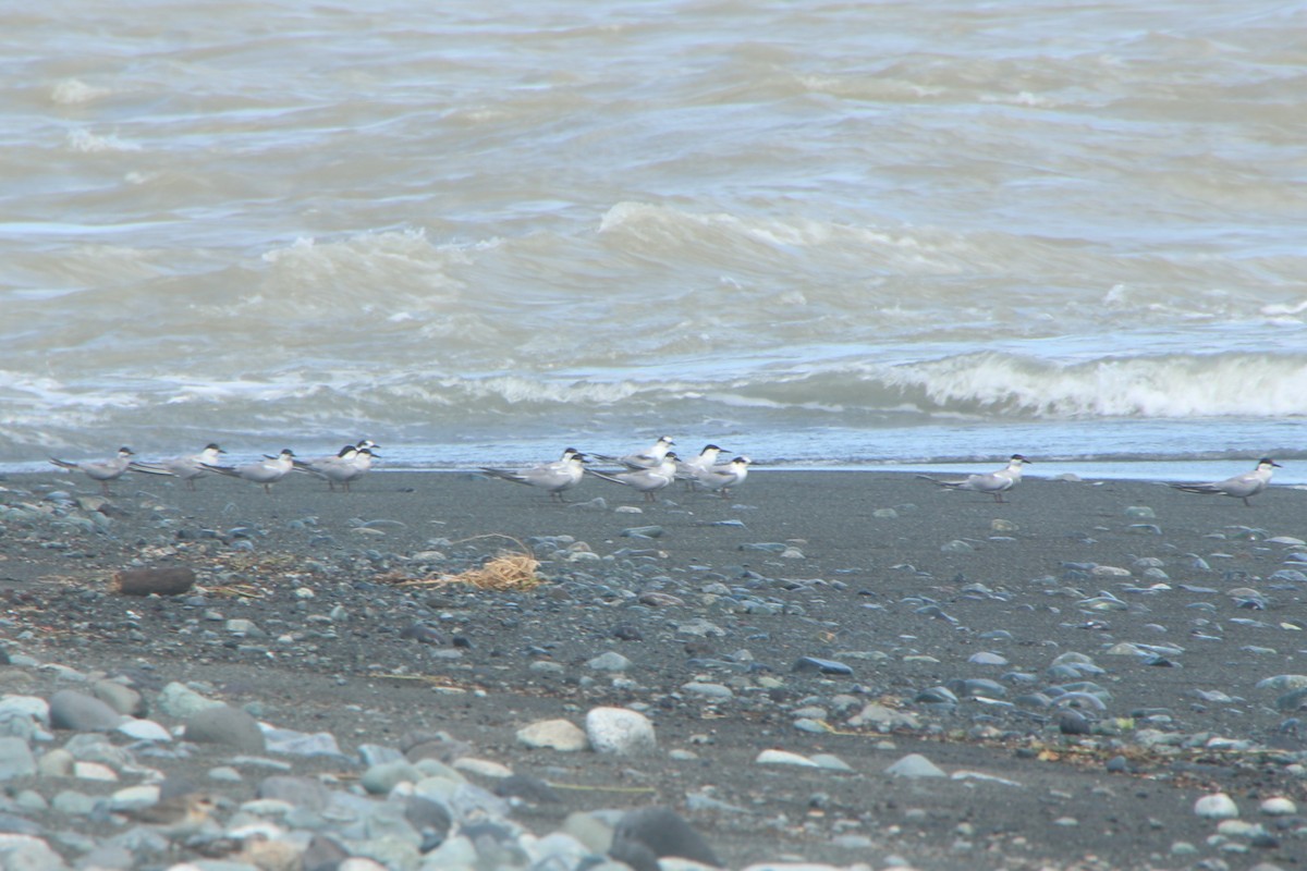 Common Tern (longipennis) - Johnny Robertson