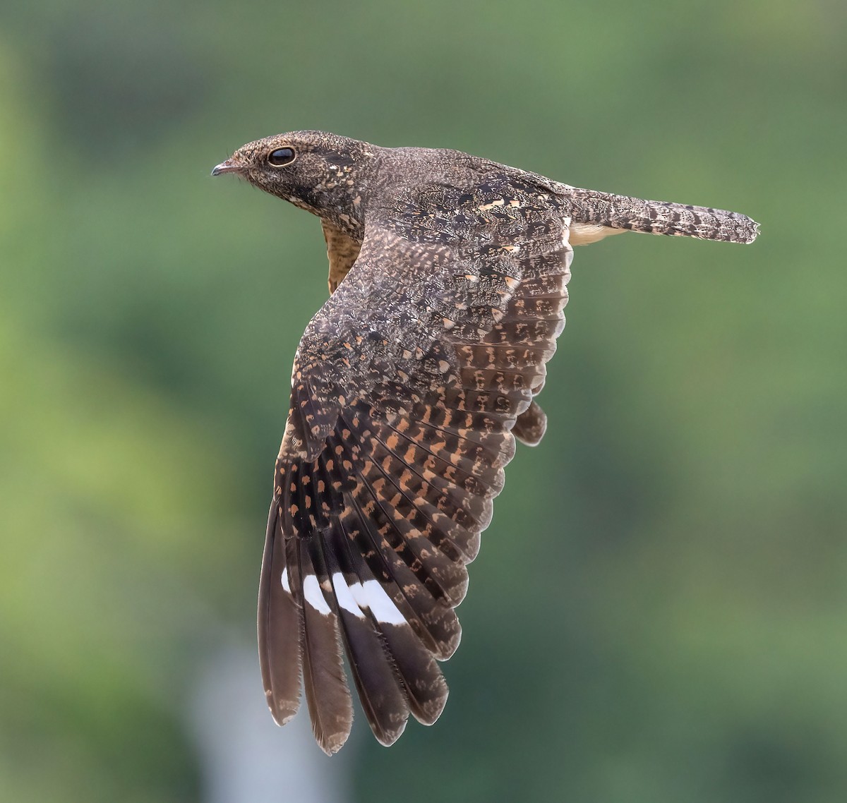 Savanna Nightjar - sheau torng lim