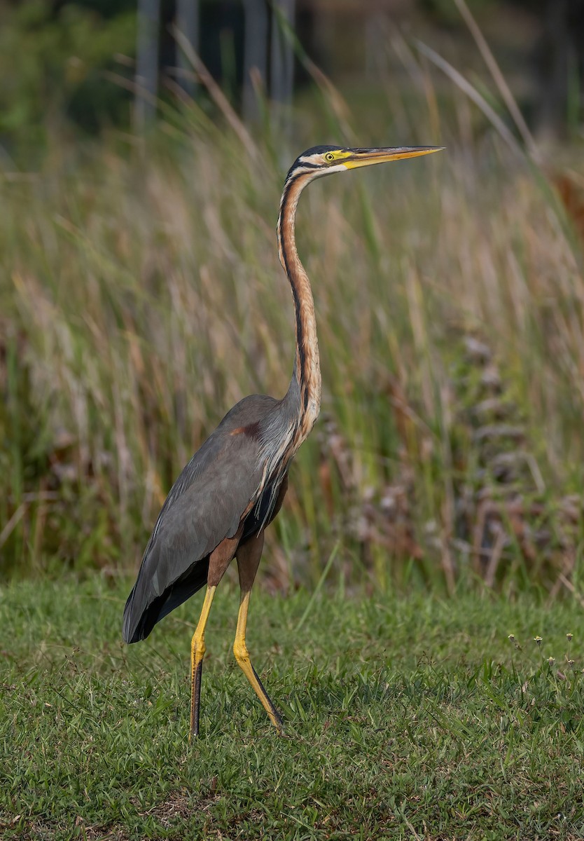 Purple Heron - ML623234534