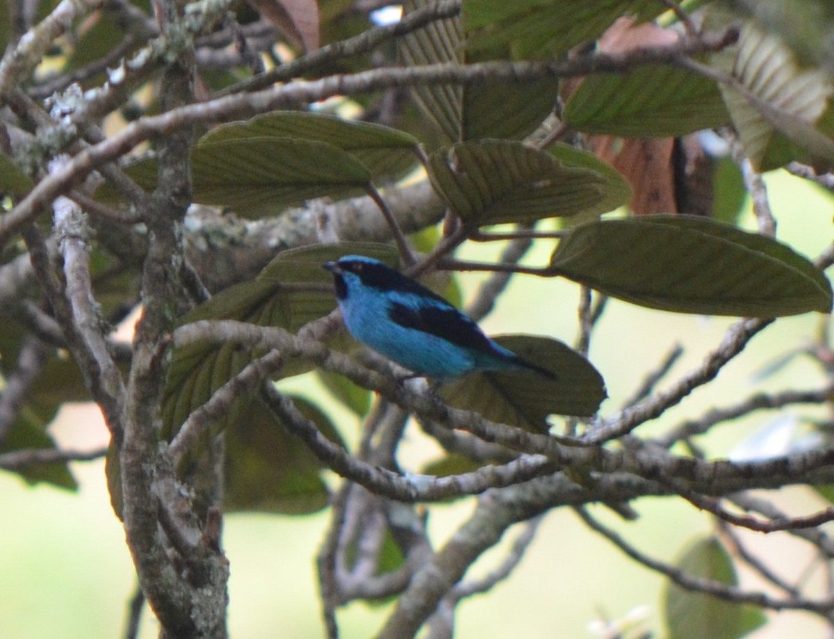 Turquoise Dacnis - ML623234535