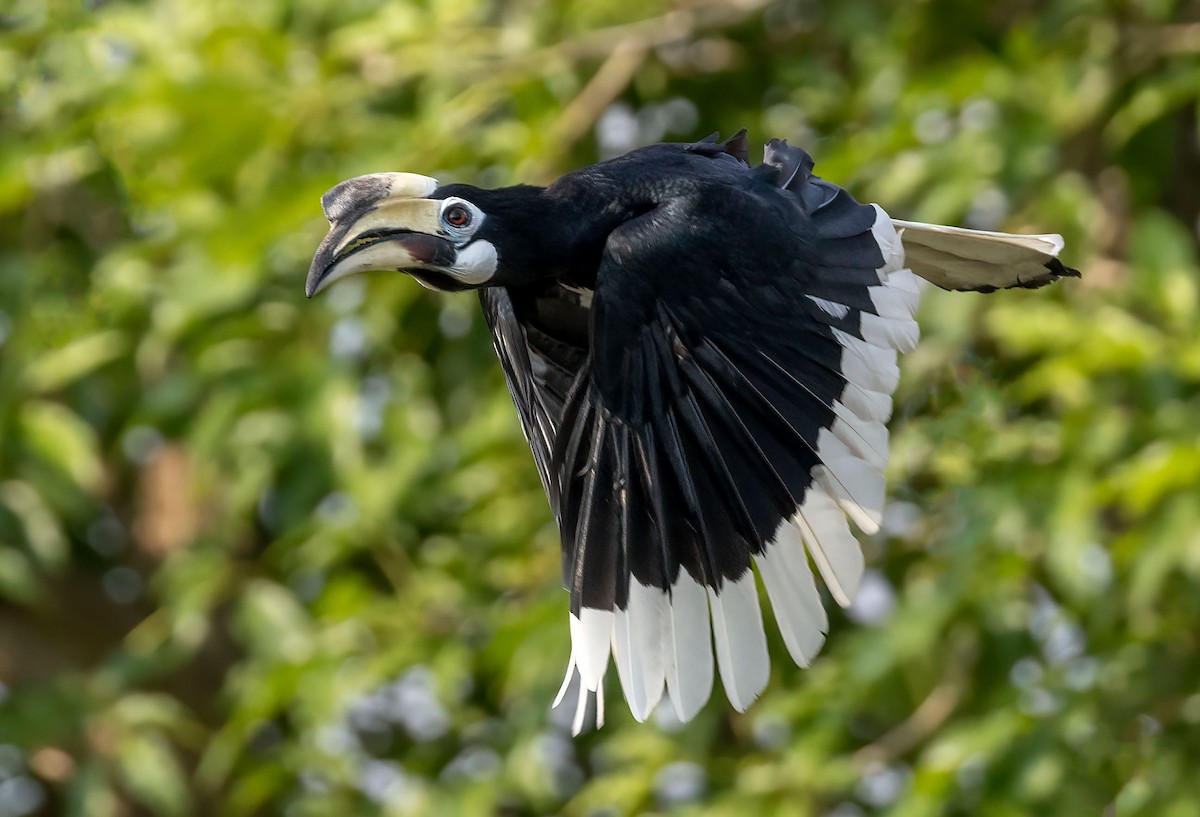 Oriental Pied-Hornbill - ML623234549