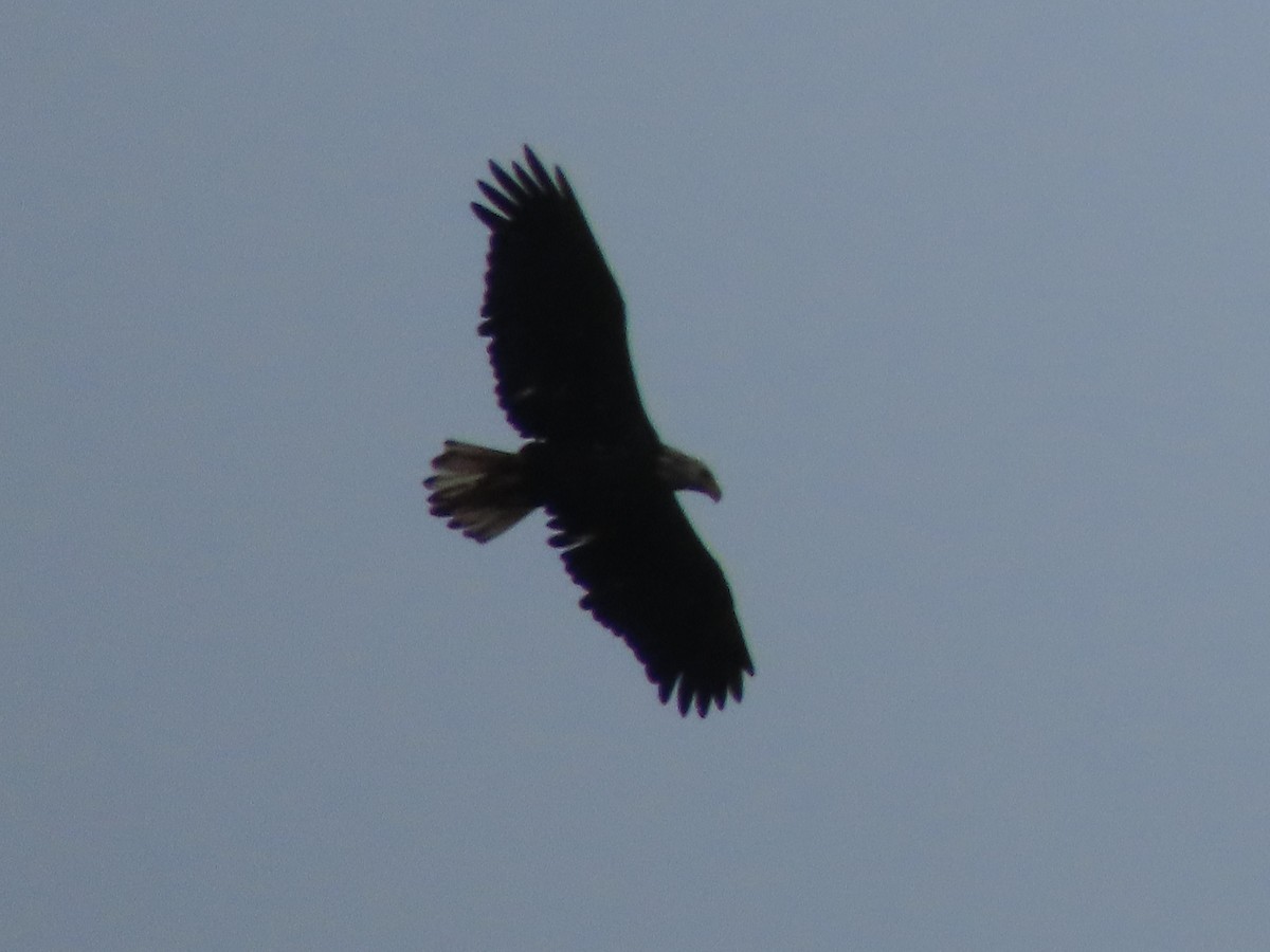 Bald Eagle - ML623234555