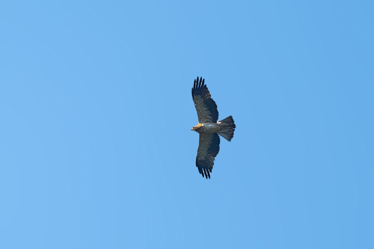 Águila Calzada - ML623234561