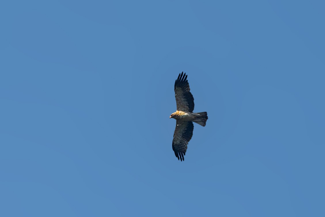 Águila Calzada - ML623234564