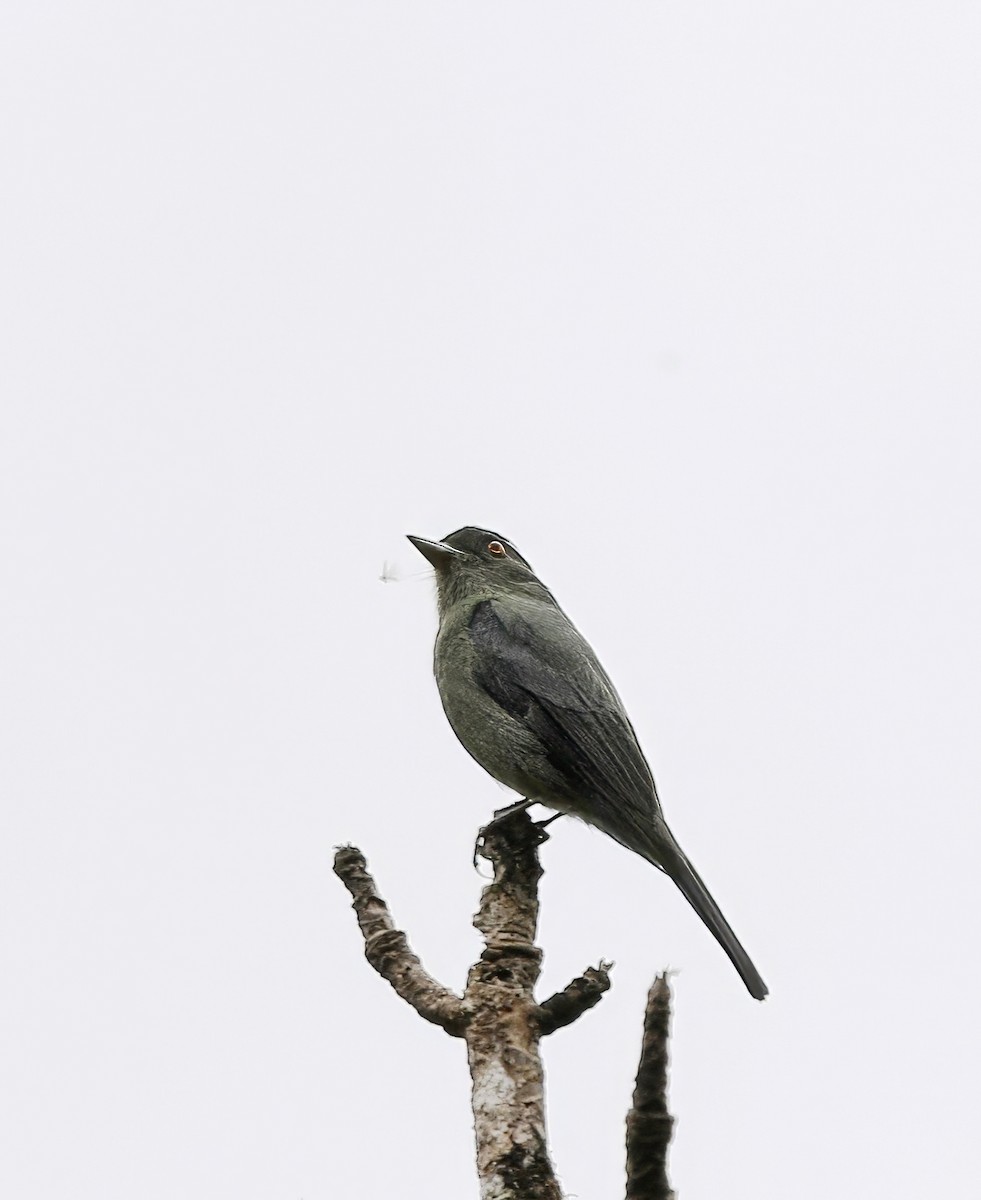 Plumbeous Black-Tyrant - Richard Greenhalgh