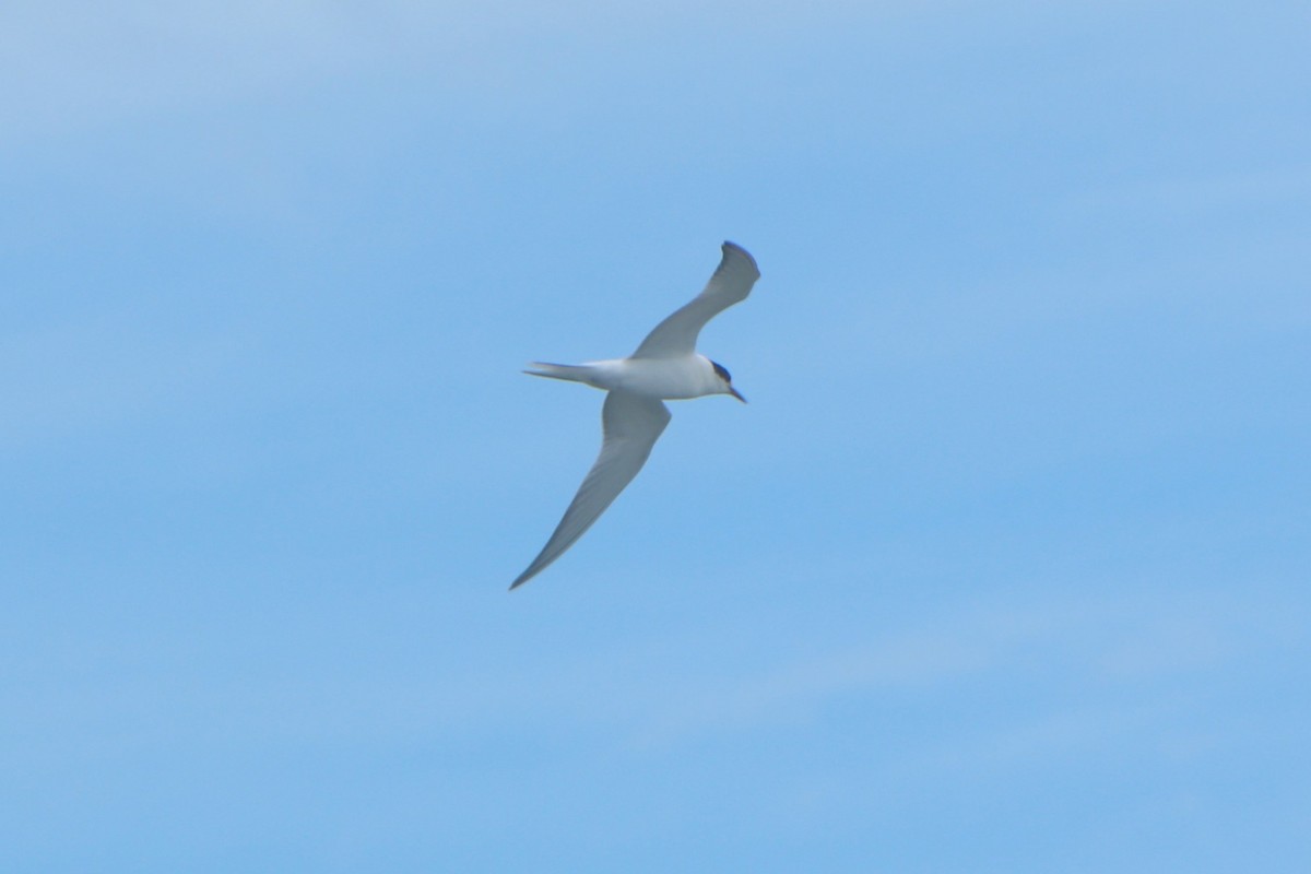 Common Tern (longipennis) - Johnny Robertson