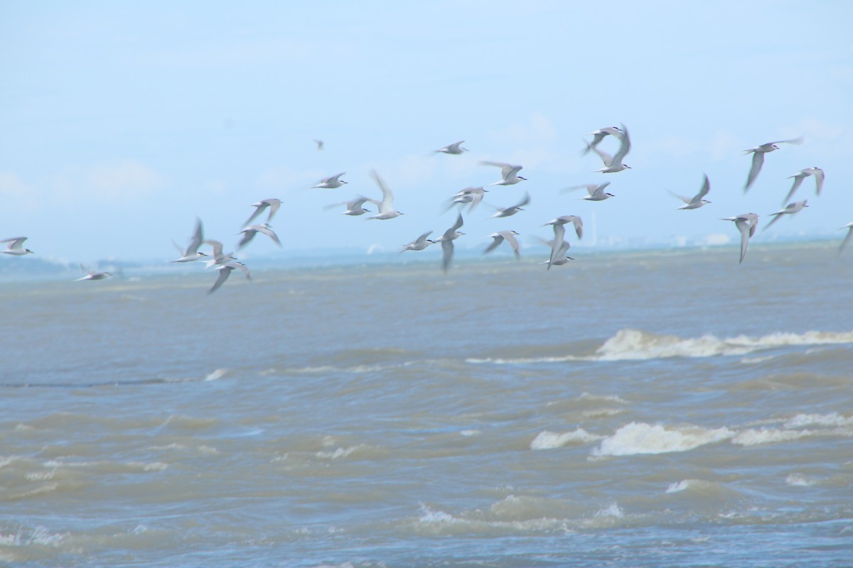 Common Tern (longipennis) - ML623234593