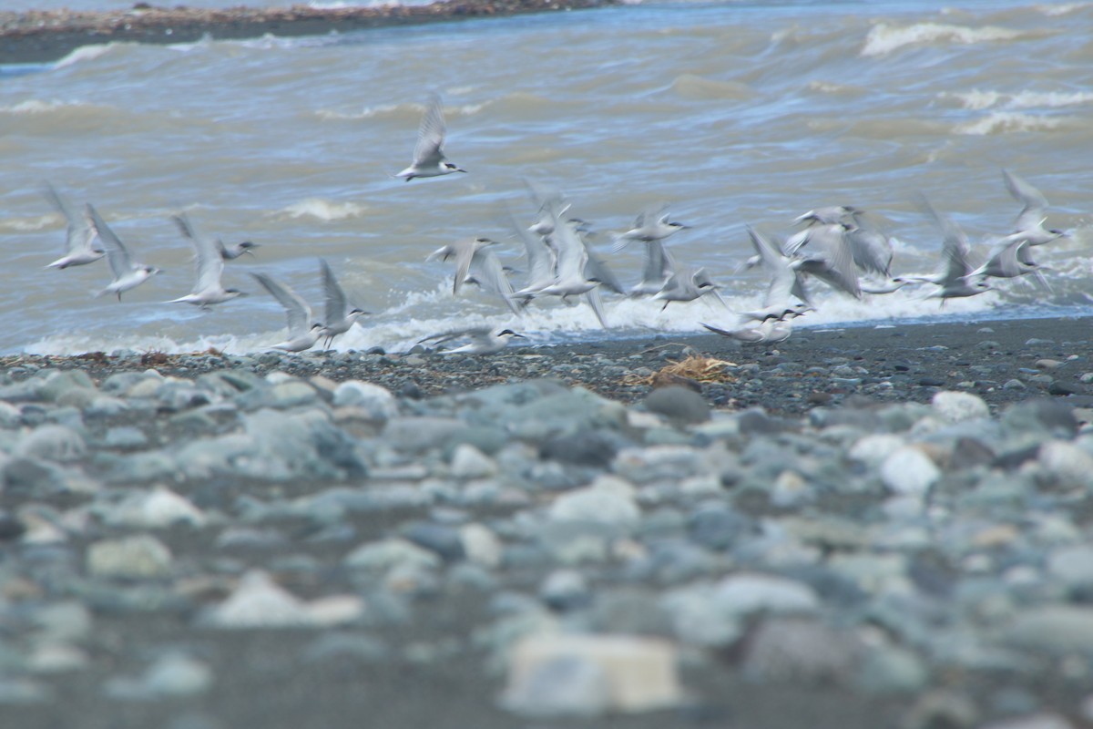 Common Tern (longipennis) - ML623234594