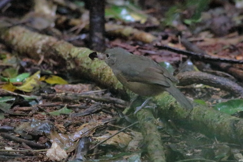 Rufous Shrikethrush - ML623234731