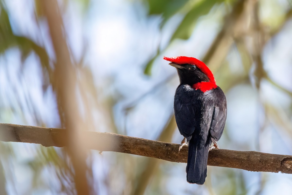 Helmeted Manakin - ML623234737