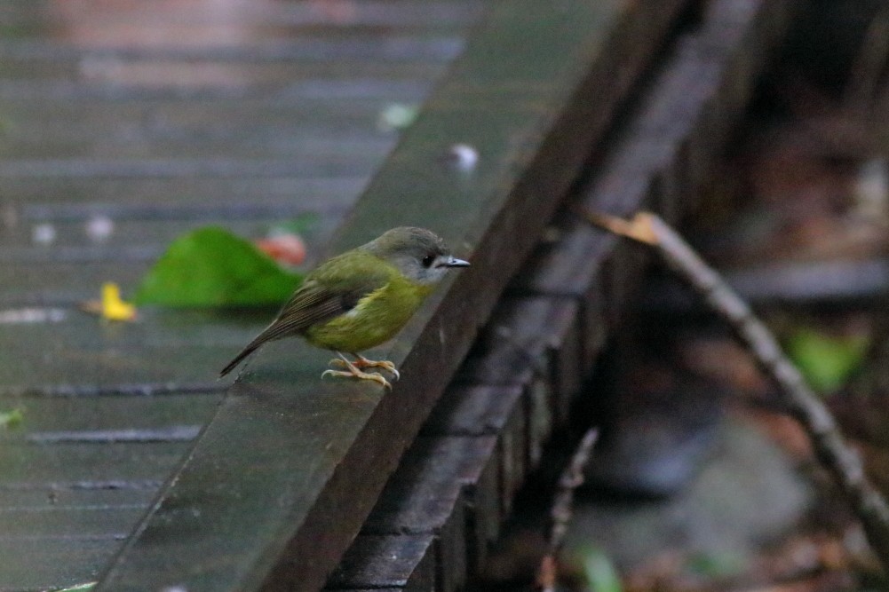 Pale-yellow Robin - ML623234747