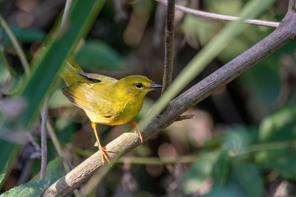 Flavescent Warbler - ML623234748