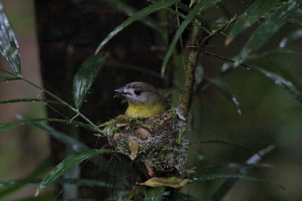 Pale-yellow Robin - Paul Lynch