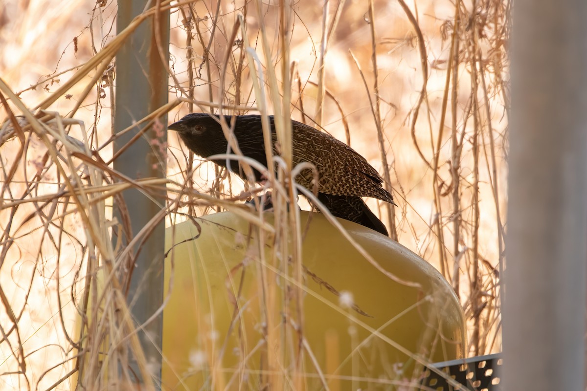 Coucal faisan (groupe phasianinus) - ML623234763