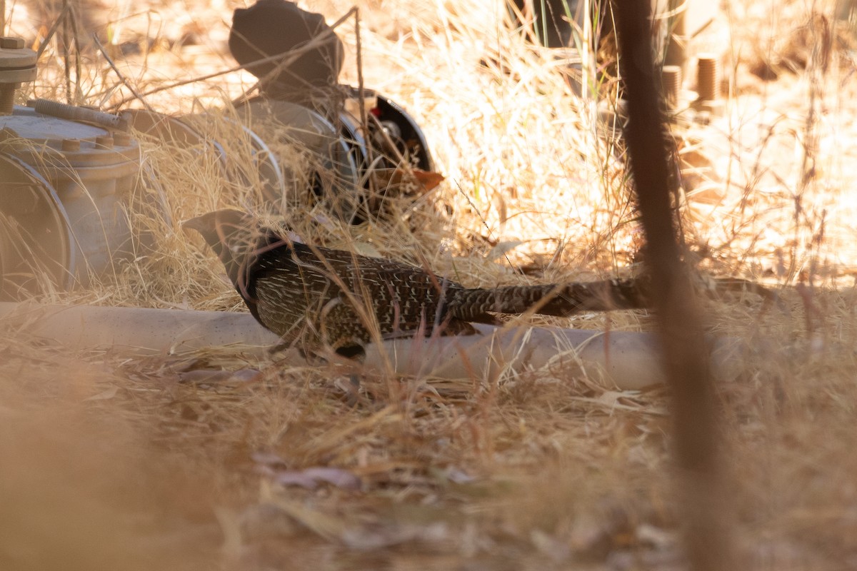 Pheasant Coucal (Pheasant) - ML623234765