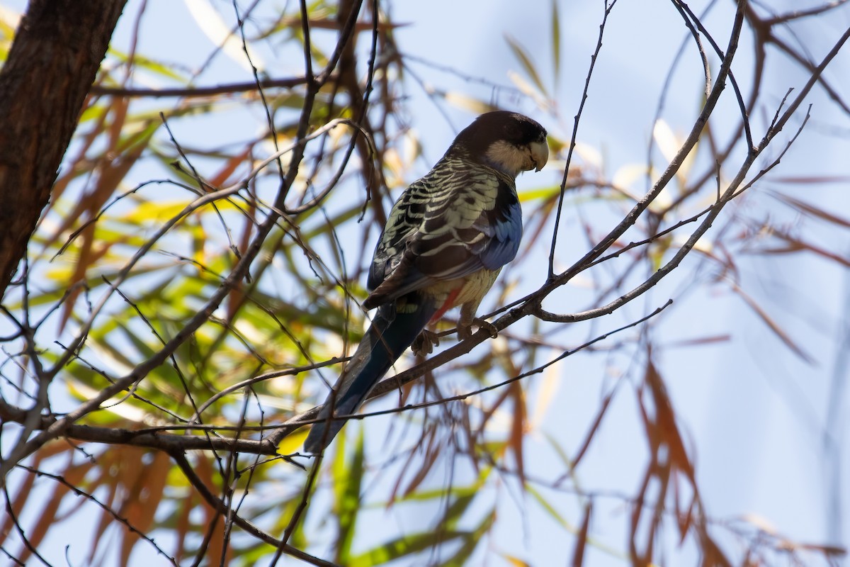 Northern Rosella - ML623234783