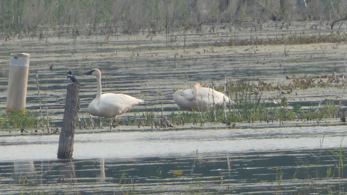 Trumpeter Swan - ML623234808