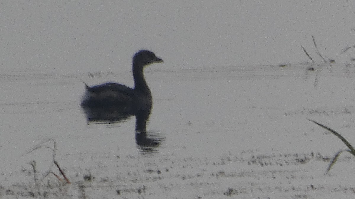 Pied-billed Grebe - ML623234824