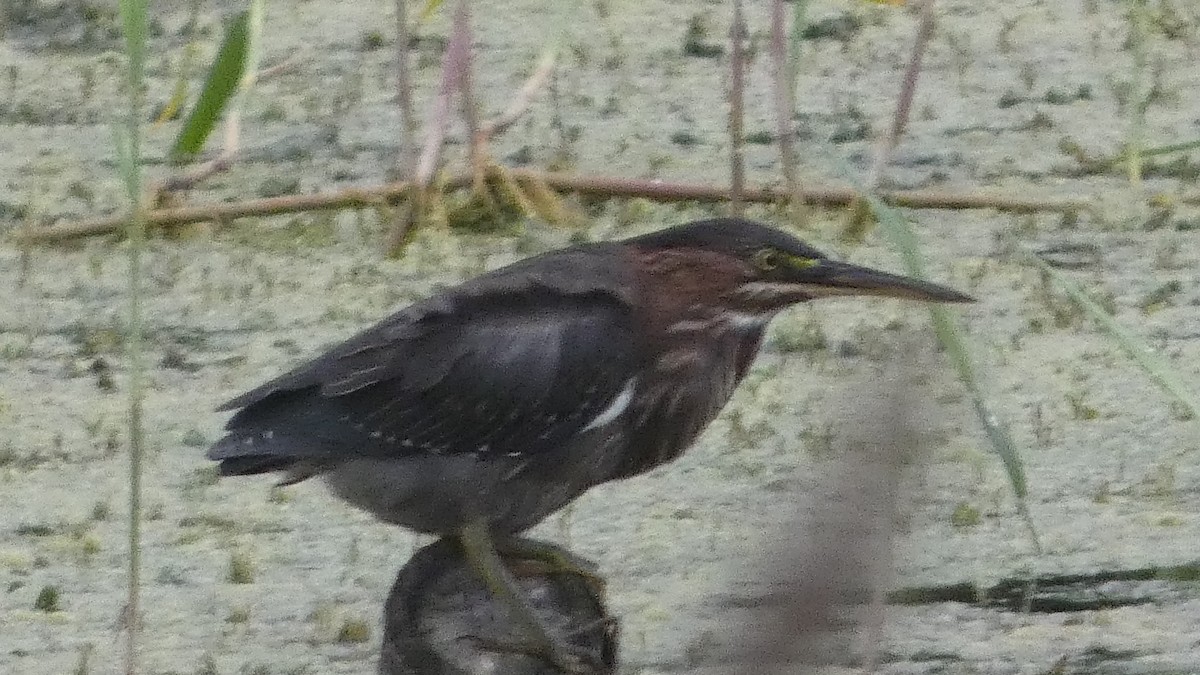 Green Heron - ML623234857