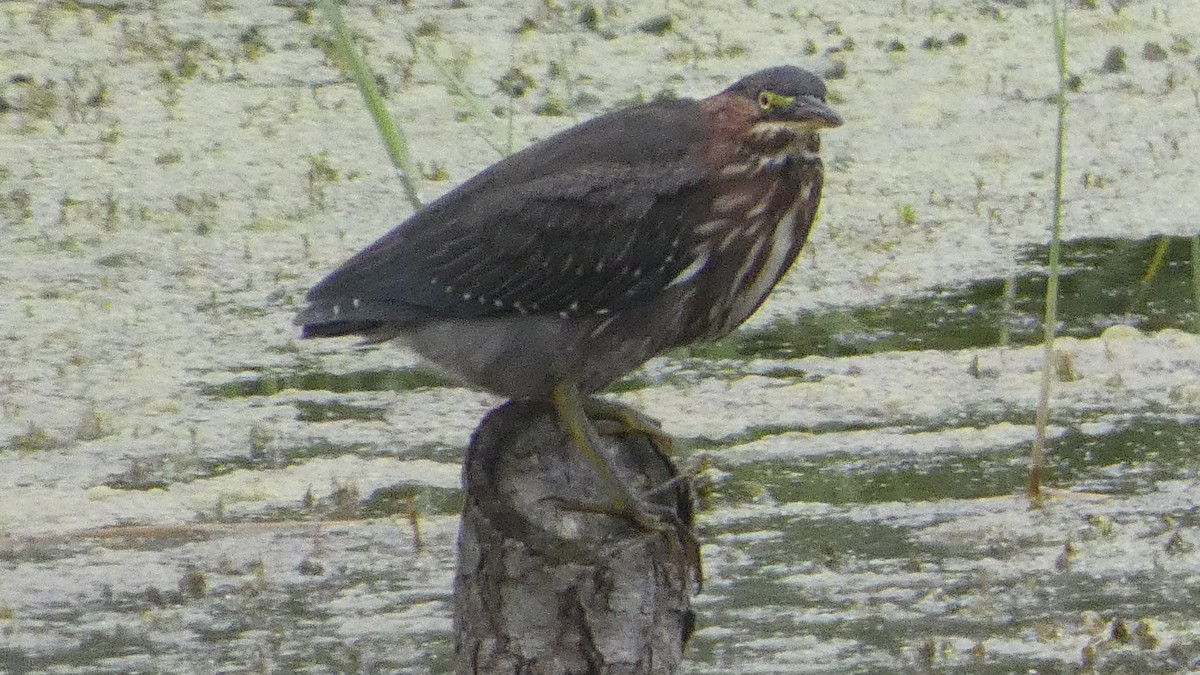 Green Heron - ML623234858