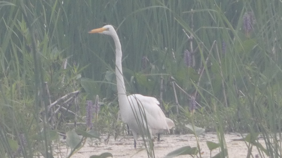 Great Egret - ML623234861