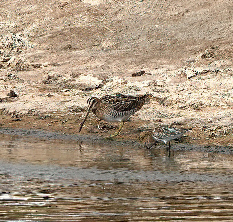 Common Snipe - Brendan Doe