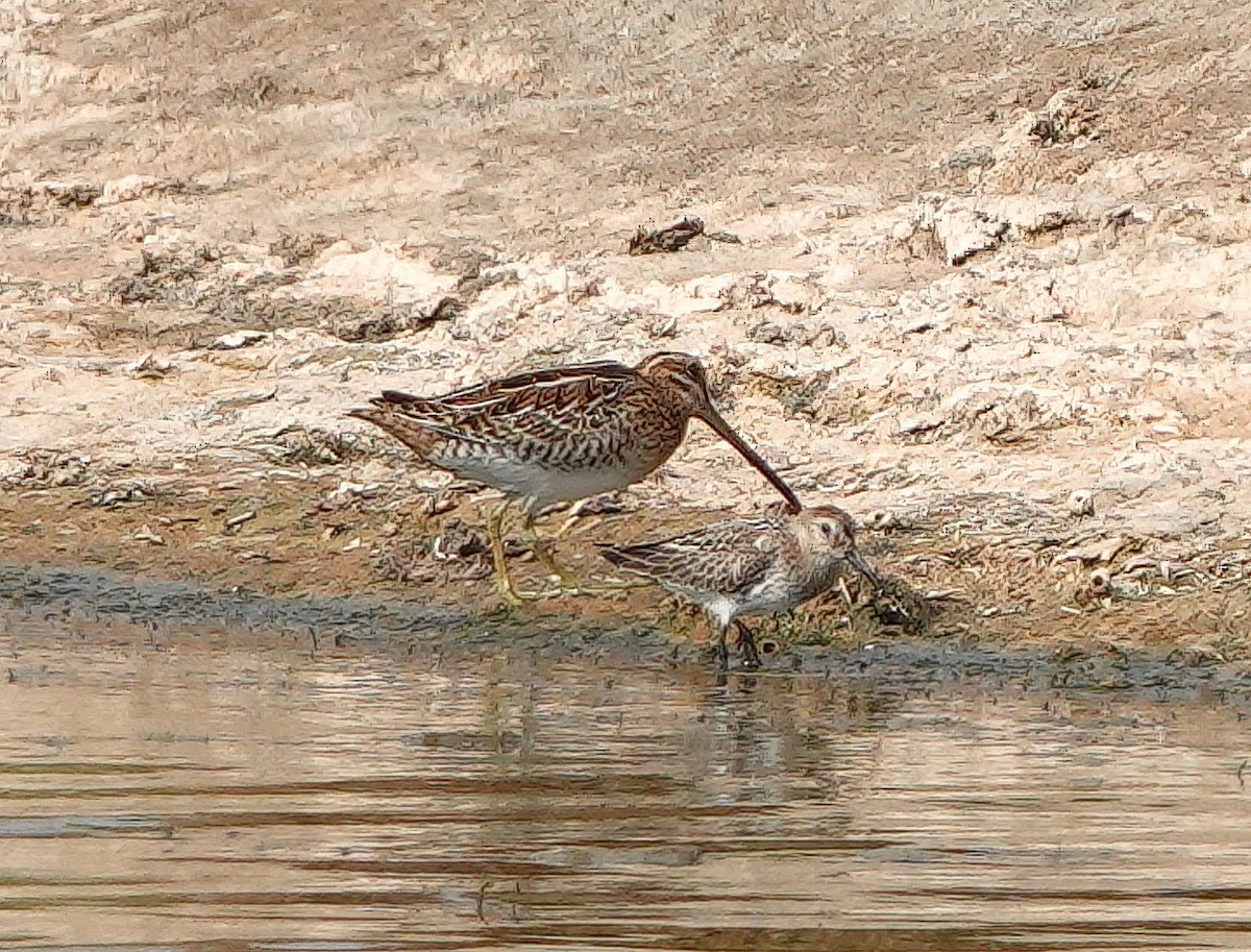 Common Snipe - ML623234880