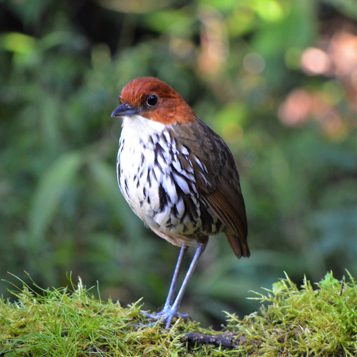 Chestnut-crowned Antpitta - ML623234903