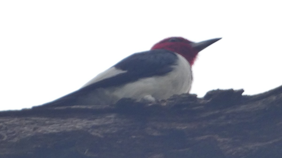 Red-headed Woodpecker - ML623234908