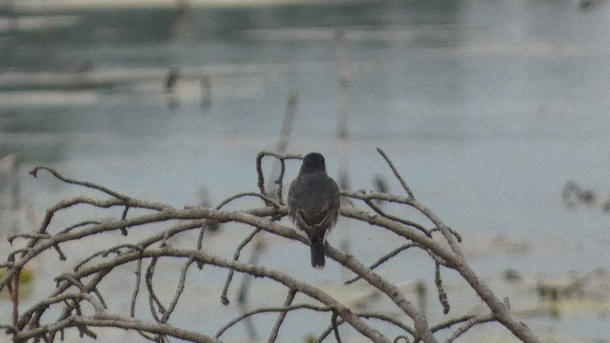 Eastern Kingbird - ML623234927