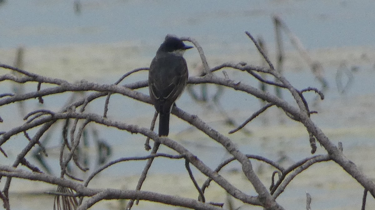 Eastern Kingbird - ML623234928