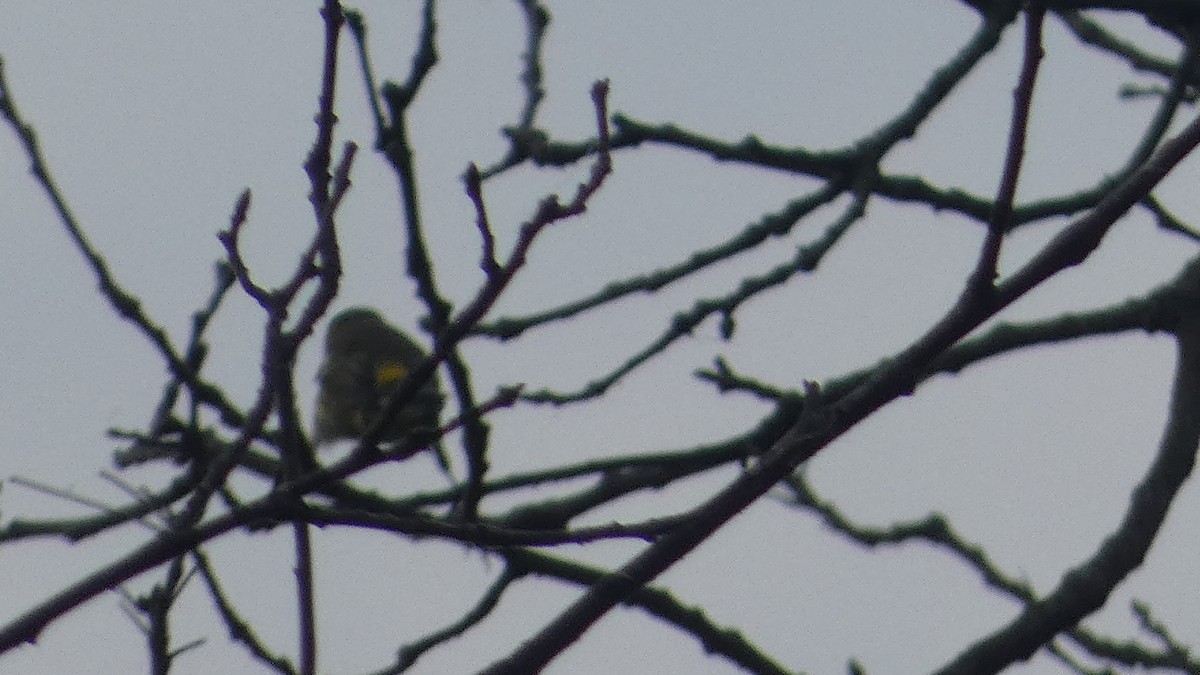 Yellow-rumped Warbler - ML623234942