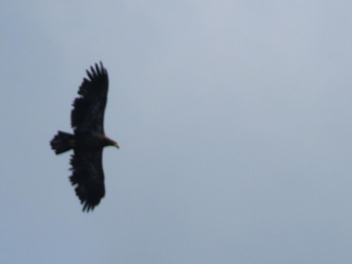 Bald Eagle - ML623234953