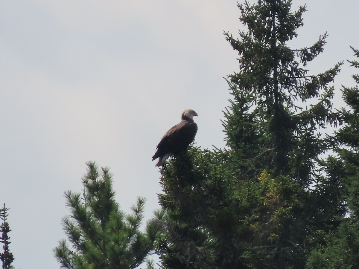 Bald Eagle - ML623234956