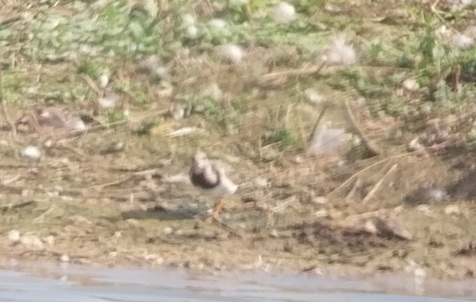 Ruddy Turnstone - ML623235034