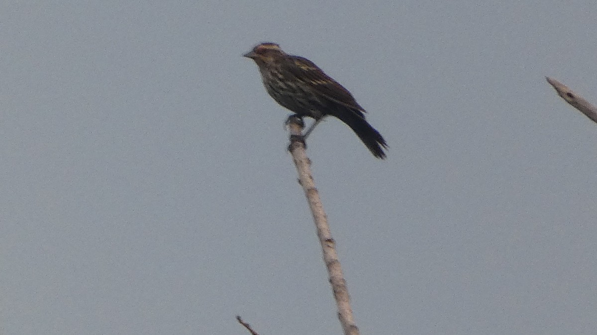 Red-winged Blackbird - ML623235035