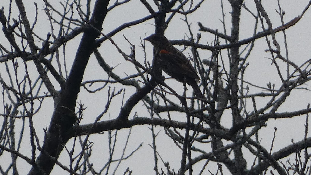 Red-winged Blackbird - ML623235036