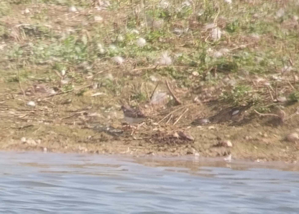 Ruddy Turnstone - ML623235048