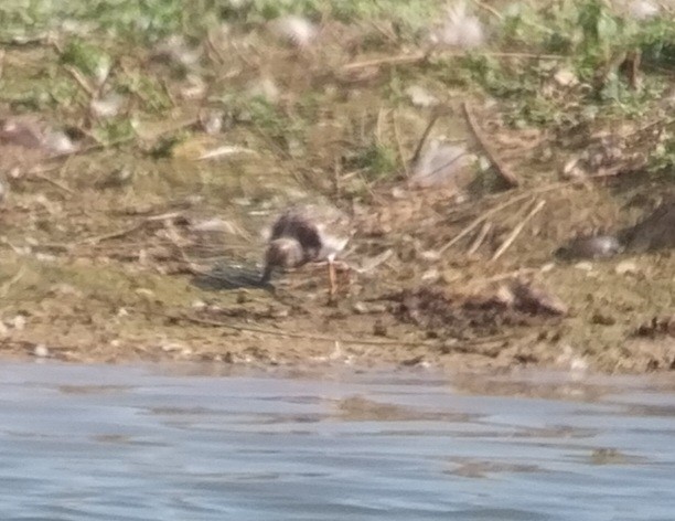 Ruddy Turnstone - ML623235062