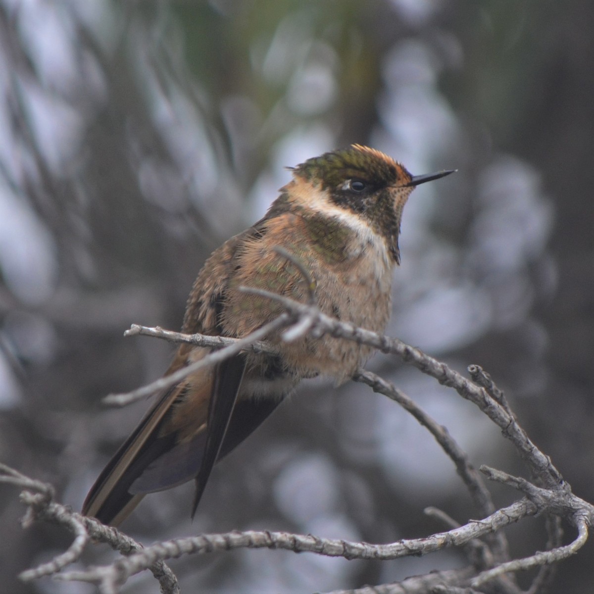 Buffy Helmetcrest - ML623235086