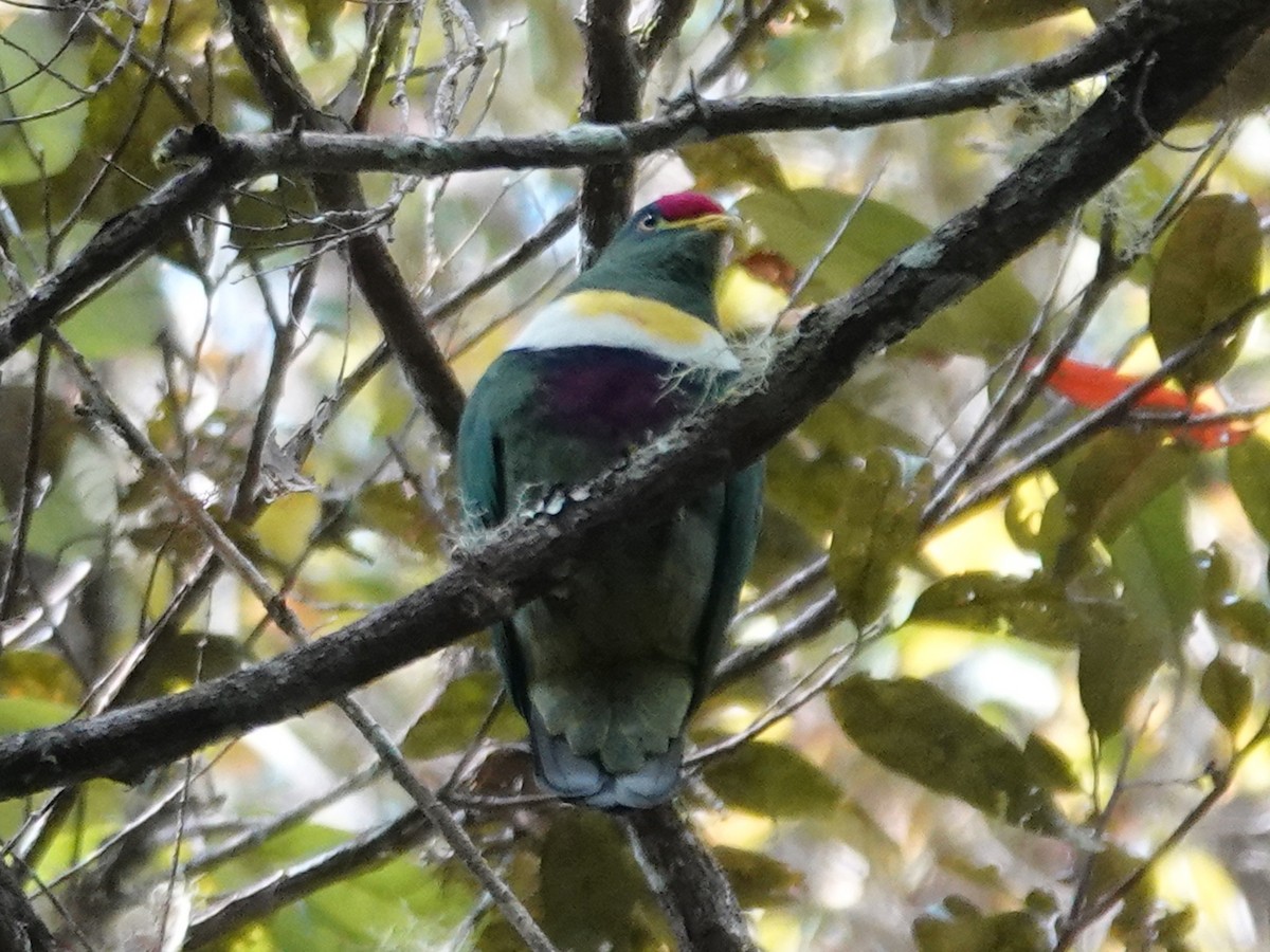 White-breasted Fruit-Dove - ML623235098