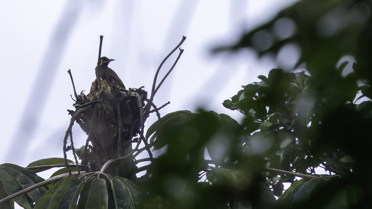 Black-throated Honeyeater - ML623235099