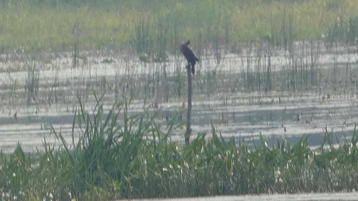 Double-crested Cormorant - ML623235106